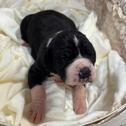 Girl 1 - Mantle female Great Dane puppy in Washington, Pennsylvania from City Slicker Danes