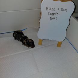 Pepper - Dapple female Dachshund puppy in Indianapolis, Indiana from Wiggly Weenies