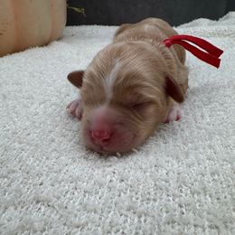 Max - Caramel male Australian Labradoodle puppy in Denton, Texas from Liberty Hill Labradoodles