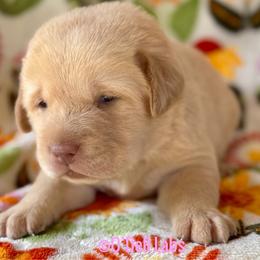 Poppy - Yellow female Labrador Retriever puppy in Sullivan, Missouri from O’Dell Labs