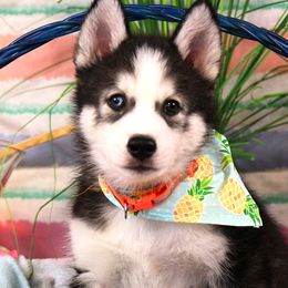 Teak - Black tan and white Siberian Husky puppy in Rushford, New York from B&H Husky Farm