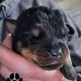 Orange - Black and mahogany female Rottweiler puppy in Tangent, Oregon from Raya's Royals