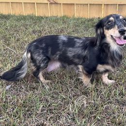 Dazzle - Dachshund
