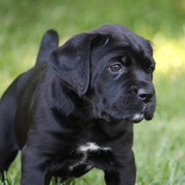 Willow - Black Cane Corso puppy in Overland Park, Kansas from Solterra Cane Corso