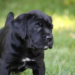 Willow - Black Cane Corso puppy in Overland Park, Kansas from Solterra Cane Corso