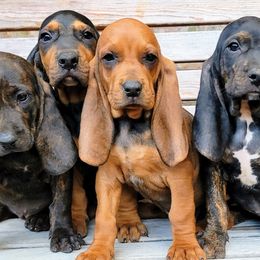 Colombian Fino Hound Puppies from Fino Hounds USA