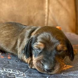 Orange collar - Red male Dachshund puppy in Simms, Montana from Simms Ashuelot Kennel