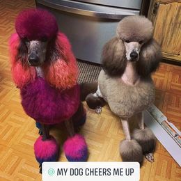 Poodle All Grown Up from Illini Spirit Standard Poodles