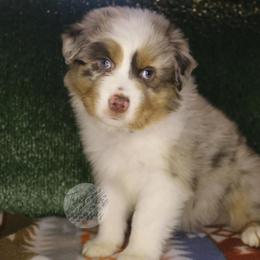 Lucy - Red merle female Australian Shepherd puppy in Yoder, Colorado from Tréad Tines Aussies