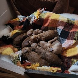 Boy 1 - Red  Goldendoodle puppy in Wellford, South Carolina from 4goldendoodles