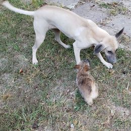 Australian Terrier and Cairn Terrier Puppies from Cedar Forrest Terriers LLC (Cairns & Australian Terriers)