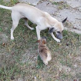 Australian Terrier and Cairn Terrier Puppies from Cedar Forrest Terriers LLC (Cairns & Australian Terriers)