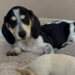 Faith - Piebald female Dachshund puppy in Santee, California from roxiesminidoxies1