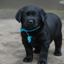 Labrador Retriever Puppies from ReiMur Labradors