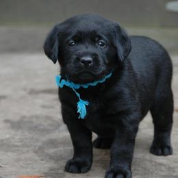 Labrador Retriever Puppies from ReiMur Labradors