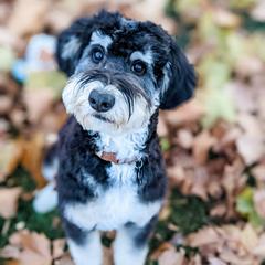 Rolland - Bernedoodle