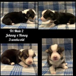 Tri Male 2 - Black and tan male Pembroke Welsh Corgi puppy in Stephenville, Texas from Rising JM Pembrokes