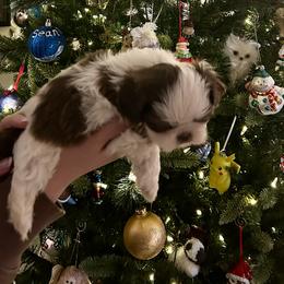 Harry - Liver and white male Shih Tzu puppy in Huntsville, Alabama from Sunnybrook Shih Tzu