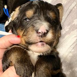 White collar girl - Tri-color female Bernedoodle puppy in Lake, Michigan from 3 King Doodles & Poodles