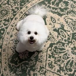 Bichon Frise All Grown Up from Bichons Of Hampstead