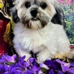Puddin - Lhasa Apso