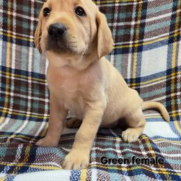 Girl 6 - Yellow female Labrador Retriever puppy in Potosi, Wisconsin from Point and Flush Gun Dogs