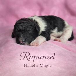 Rapunzel - Parti female Poodle puppy in Springfield, Oregon from Valaurah Farms