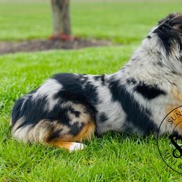 Miniature American Shepherds, Miniature Australian Shepherds, and Toy Australian Shepherds from Sunset Hill Mini & Toy Aussies