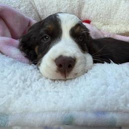 Lottie - White and liver female English Springer Spaniel puppy in Lufkin, Texas from Shifletknight Springer Spaniels