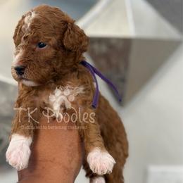 Sarabi - Red  female Poodle puppy in Belleville, New Jersey from TK Poodles