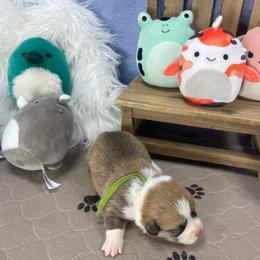 Oliver - Sable male Pembroke Welsh Corgi puppy in Apison, Tennessee from Ashmore Corgis