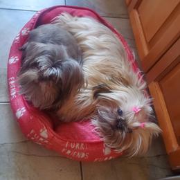 Griffin - Shih Tzu