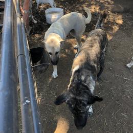 Anatolian Shepherd Dogs and Scottish Terriers from Lee Valley Scotties