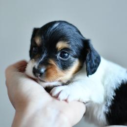 Barbie - Piebald female Dachshund puppy in Youngstown, Florida from Paradox Dachshunds