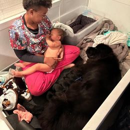 Newfoundland Puppies from Knallhart Kennels