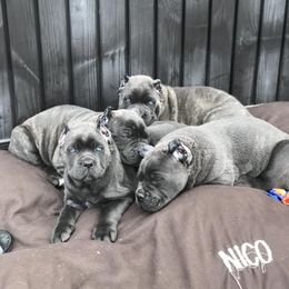 Cane Corso Puppies from Fedele's Cane Corso