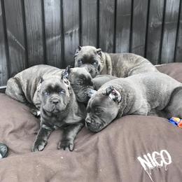 Cane Corso Puppies from Fedele's Cane Corso