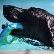 Flat-Coated Retrievers and Golden Retrievers from Thunder Mountain Elite Flat-Coat & Golden Retrievers