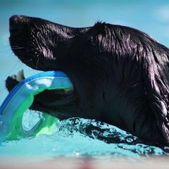 Flat-Coated Retrievers and Golden Retrievers from Thunder Mountain Elite Flat-Coat & Golden Retrievers