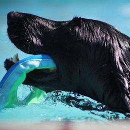 Flat-Coated Retrievers and Golden Retrievers from Thunder Mountain Elite Flat-Coat & Golden Retrievers