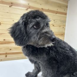 Meanie - Black and white female Aussiedoodle puppy in Payson, Utah from Country Sky Doodles