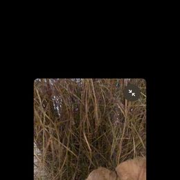 Golden Retriever Puppies from Daniel Ranch Golden Retrievers