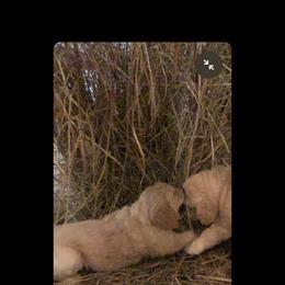 Golden Retriever Puppies from Daniel Ranch Golden Retrievers