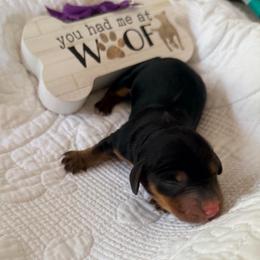 Black and Tan Long-Haired Girl - Black and tan female Dachshund puppy in Burkesville, Kentucky from Bline’s Awesome Aussies & Doxies at the Bline Family Farm