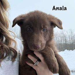 Maroon HC AKA Anala - Liver female German Shepherd puppy in Terra Alta, West Virginia from Shepherd Country Farm and Kennels