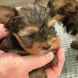 Tic (AKC REG) - Chocolate, tan and white female Yorkshire Terrier puppy in Ontario, California from Yorkie Wonderlands