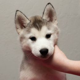 Siberian Husky Puppies from Shedenara Siberians