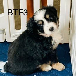 BTF3 - Black tri female Miniature Australian Shepherd puppy in Tallapoosa, Georgia from Williams Shepherds