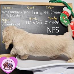 Josephine - Cream female Dachshund puppy in Hoquiam, Washington from Heyd's Mini Dachshunds