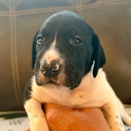Johanna - Black and white female German Shorthaired Pointer puppy in Hot Springs, Virginia from Thunder Mountain Gun Dogs
